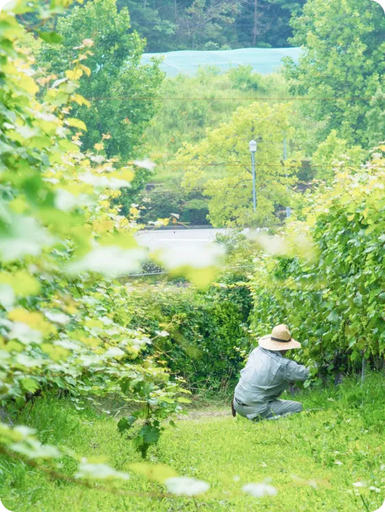 ワインについて